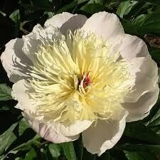 Peonija 'Immaculee'